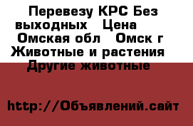 Перевезу КРС Без выходных › Цена ­ 15 - Омская обл., Омск г. Животные и растения » Другие животные   